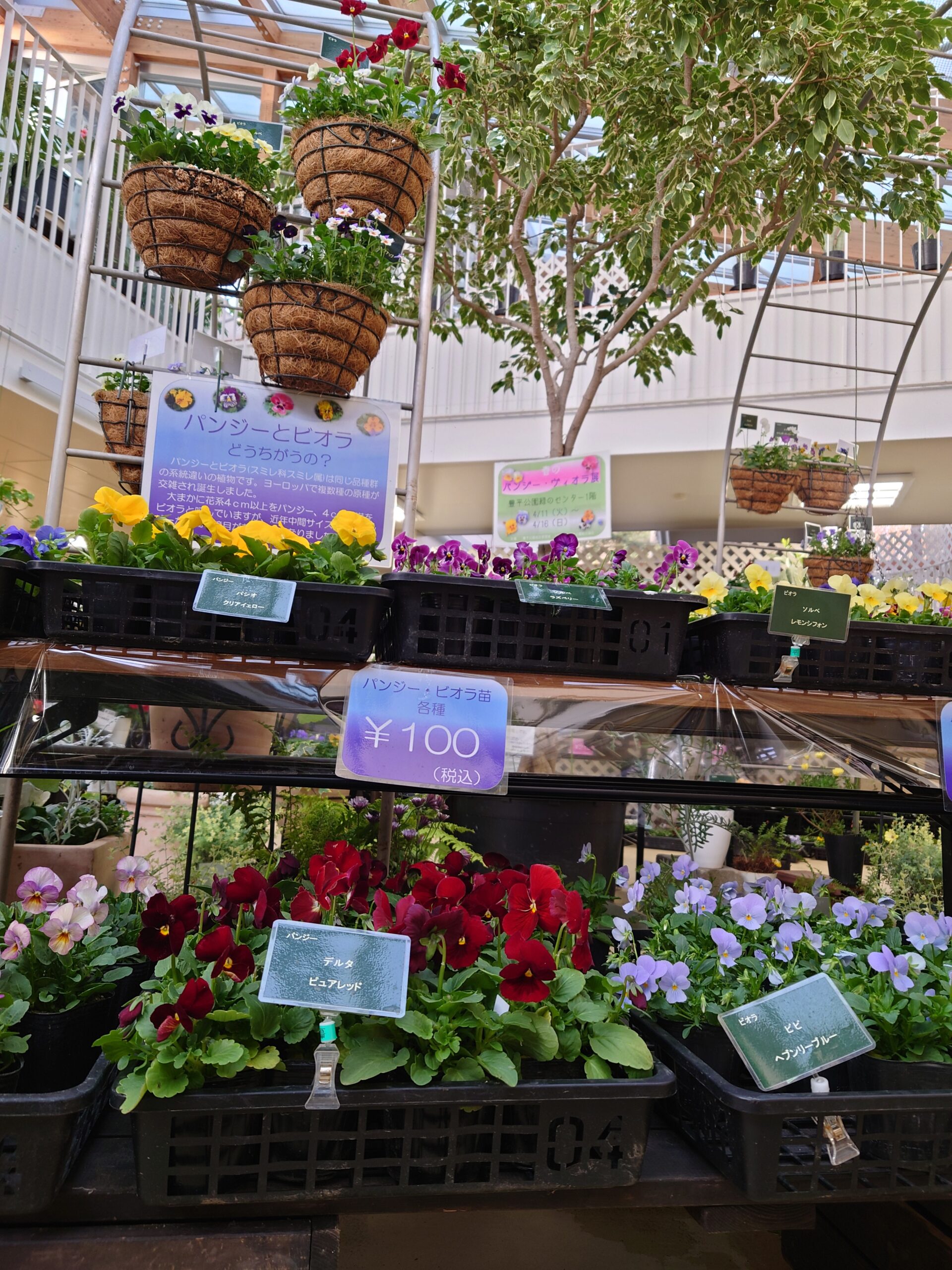 苗の販売の様子