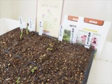 ハーブ中心の種まき育苗の様子
