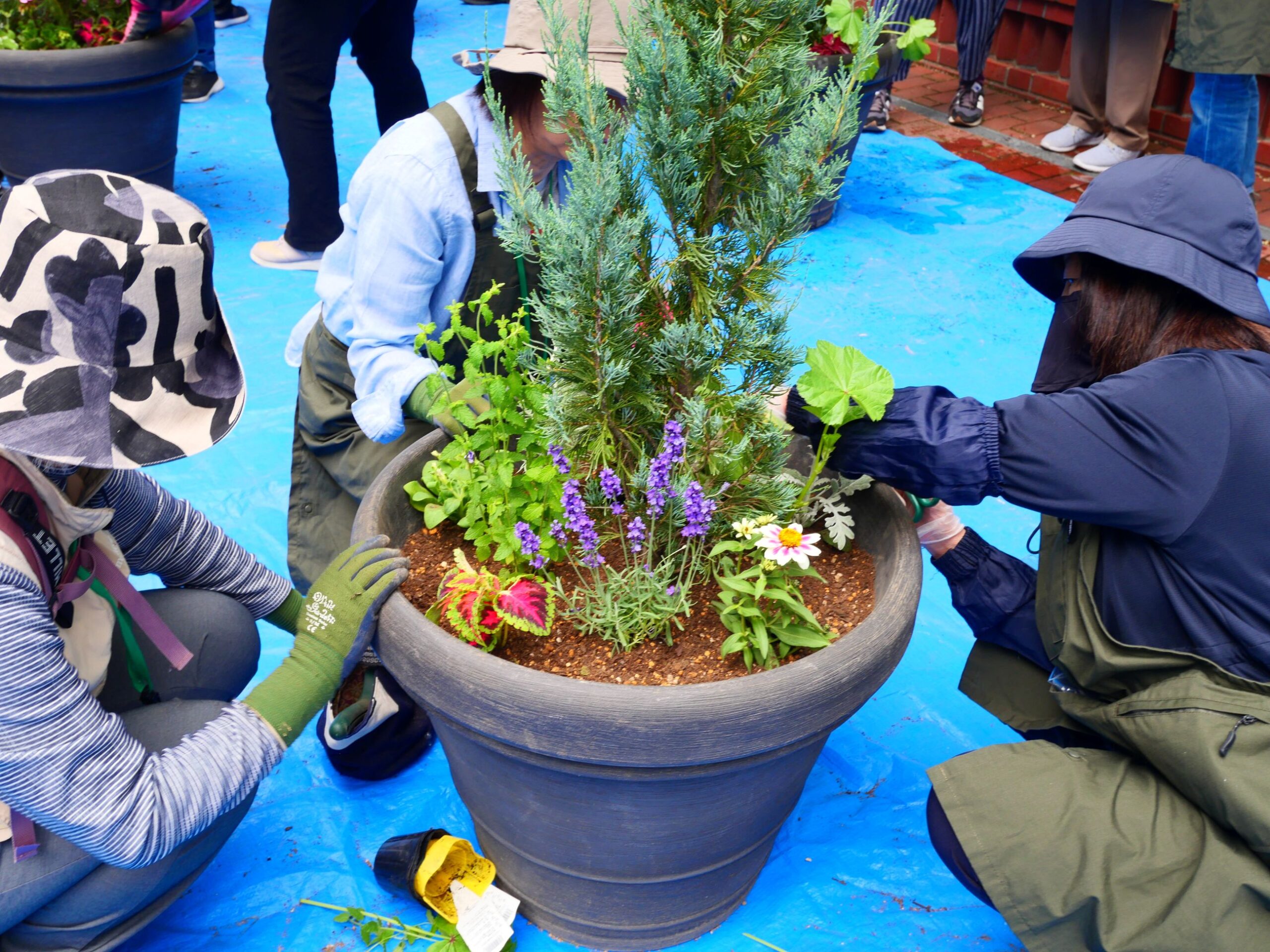 ハーブ苗の入ったプランター