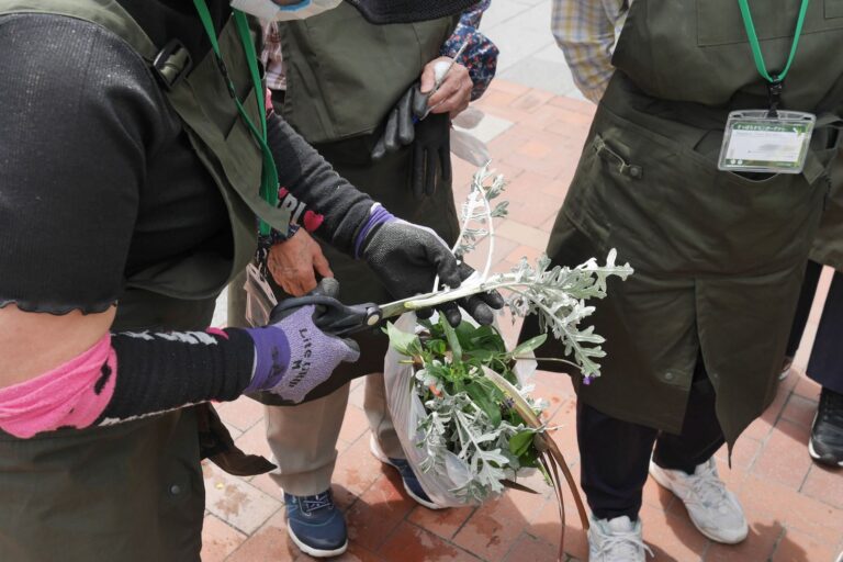 シロタエギクの挿し方を教えている様子