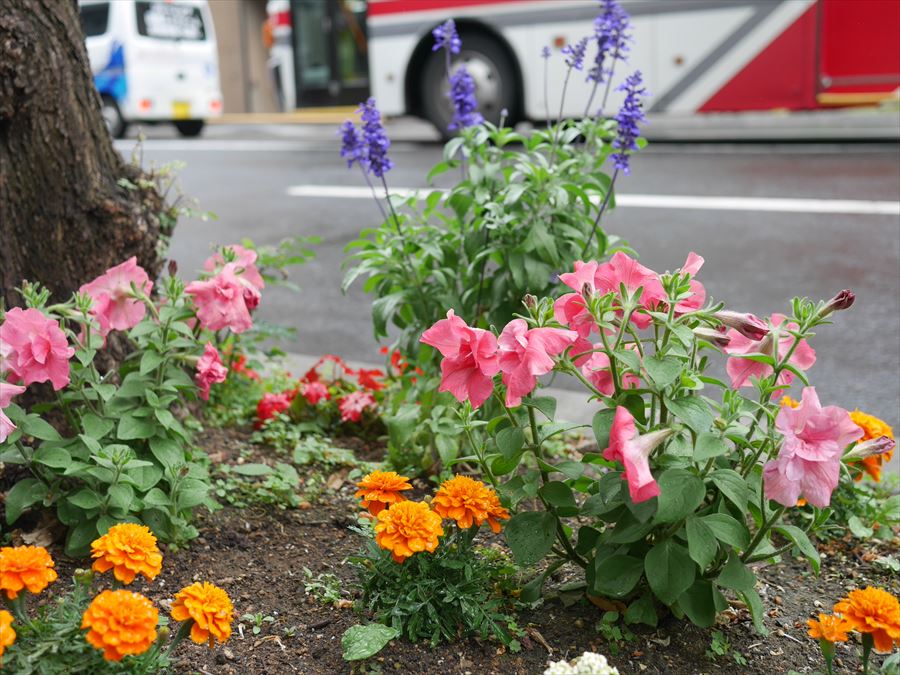 種から育てた花苗の植樹桝