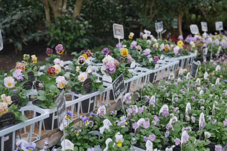 パンジー・ビオラの花苗展示・販売
