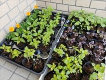 昨年の5月の育苗の様子