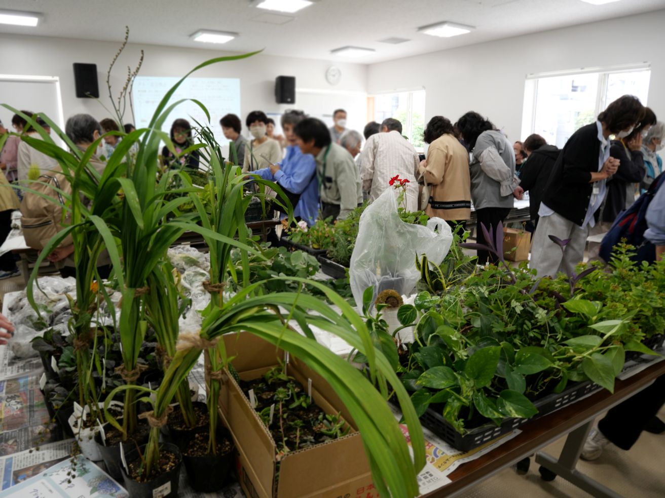 「タネ・苗交換会をおこないました」のサムネイル