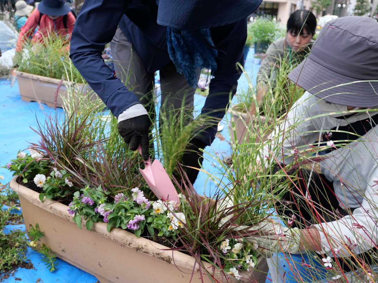 実験用プランタの植替えのようす