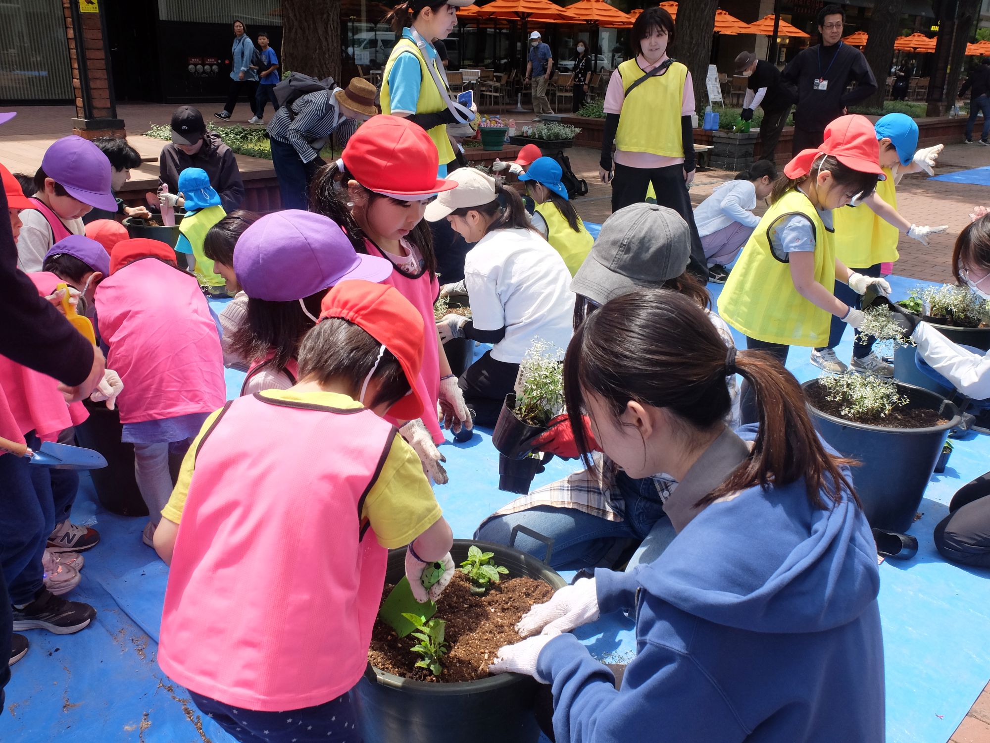 子どもたちと植えている様子(全体)