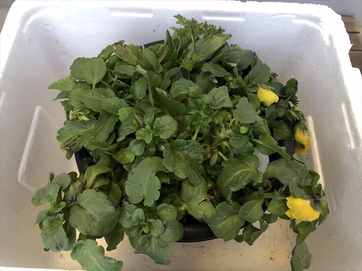 越冬前の寄せ植え