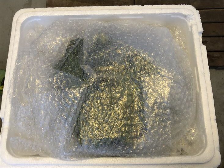 箱に入れた様子