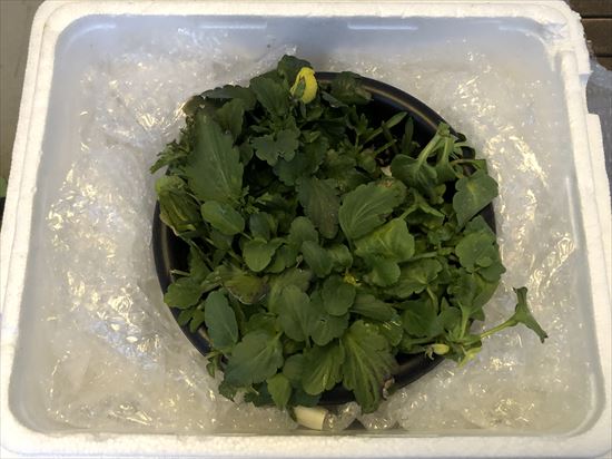 箱に入れた様子