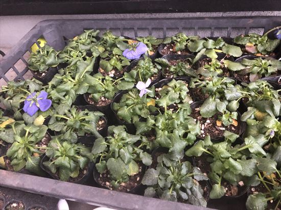 玄関フードのパンジー