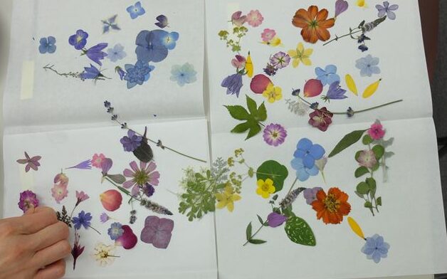 使用した押し花