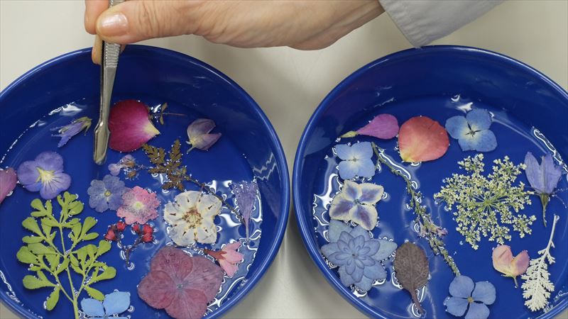 押し花を並べているところ
