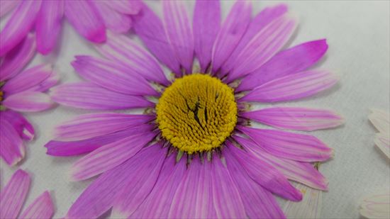 きれいに押された押し花