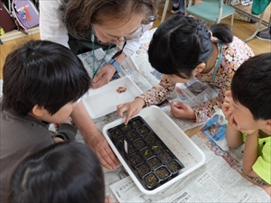種まき後の育ちを観察している