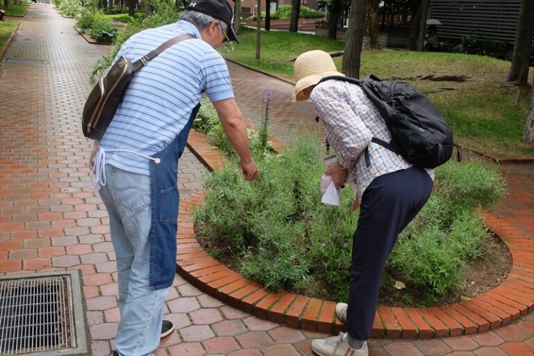 ラベンダーの咲き具合をチェックするメンバーさん