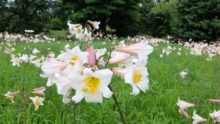 百合が原公園　リーガルリリー