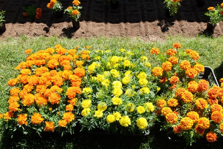 花壇に植えた花