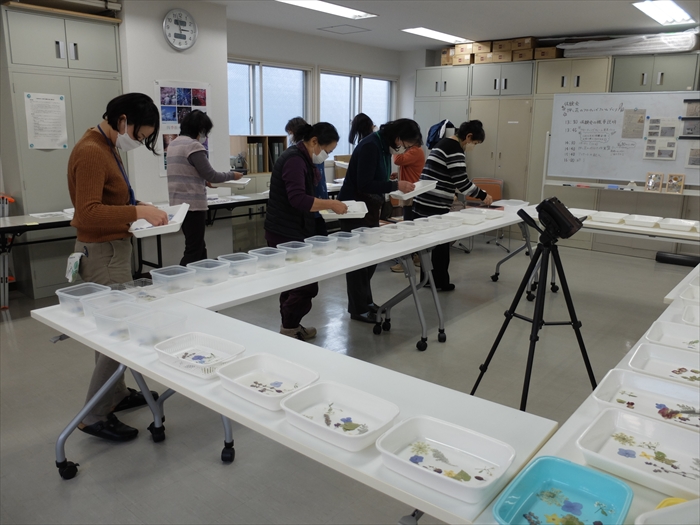 押し花を仕分けしている様子