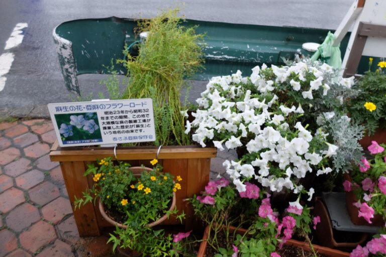 五叉路ミニガーデンに植栽されている一年草の亜麻