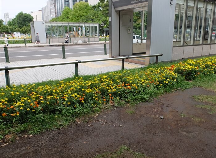 メンテナンス前の花壇のようす