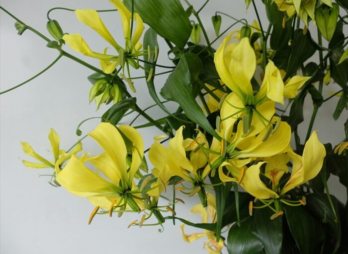 グロリオサの花