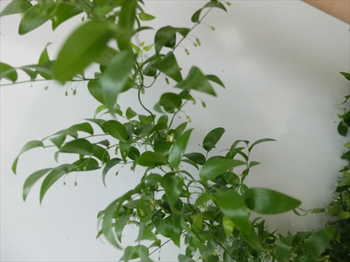 スマイラックスの写真