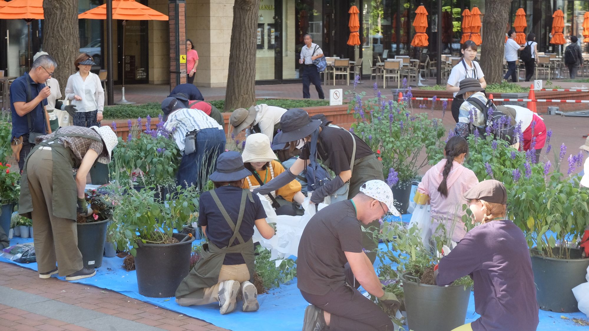 抜き取りのようす(全体)