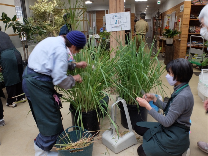 レモングラスの葉の手入れ