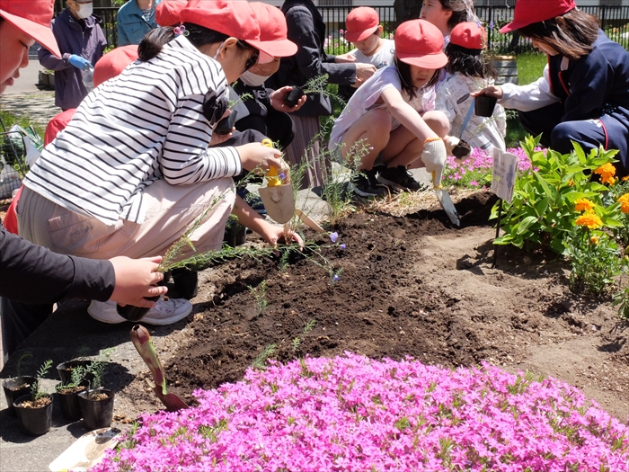 アマの苗植えの様子