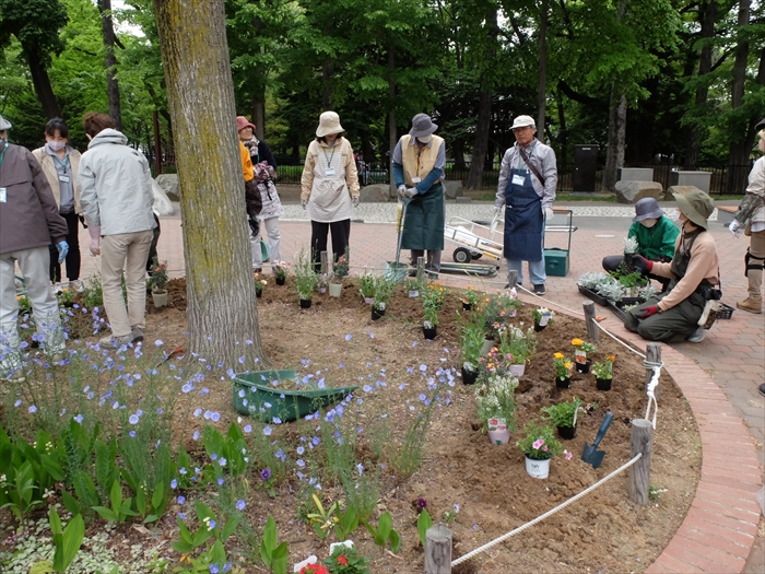 少しずつ苗が並んできた様子