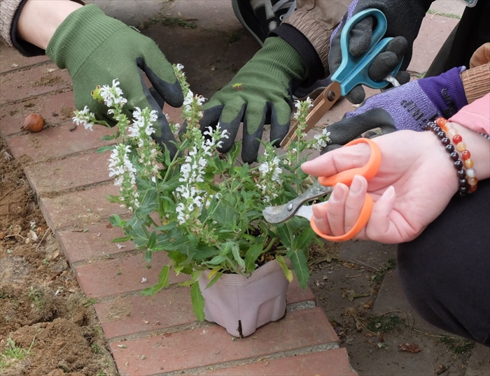 互いに教えあっている