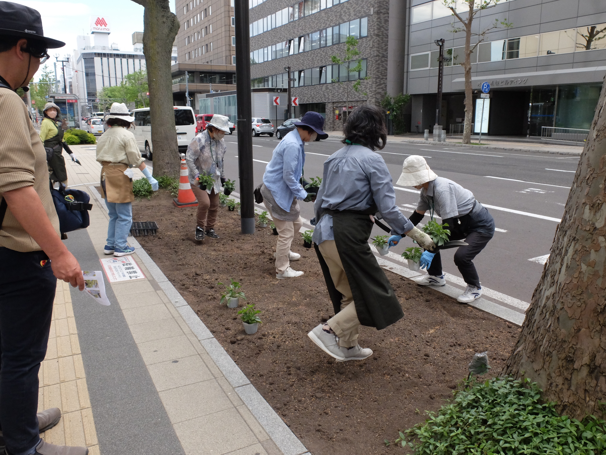 道路側から苗を並べる様子