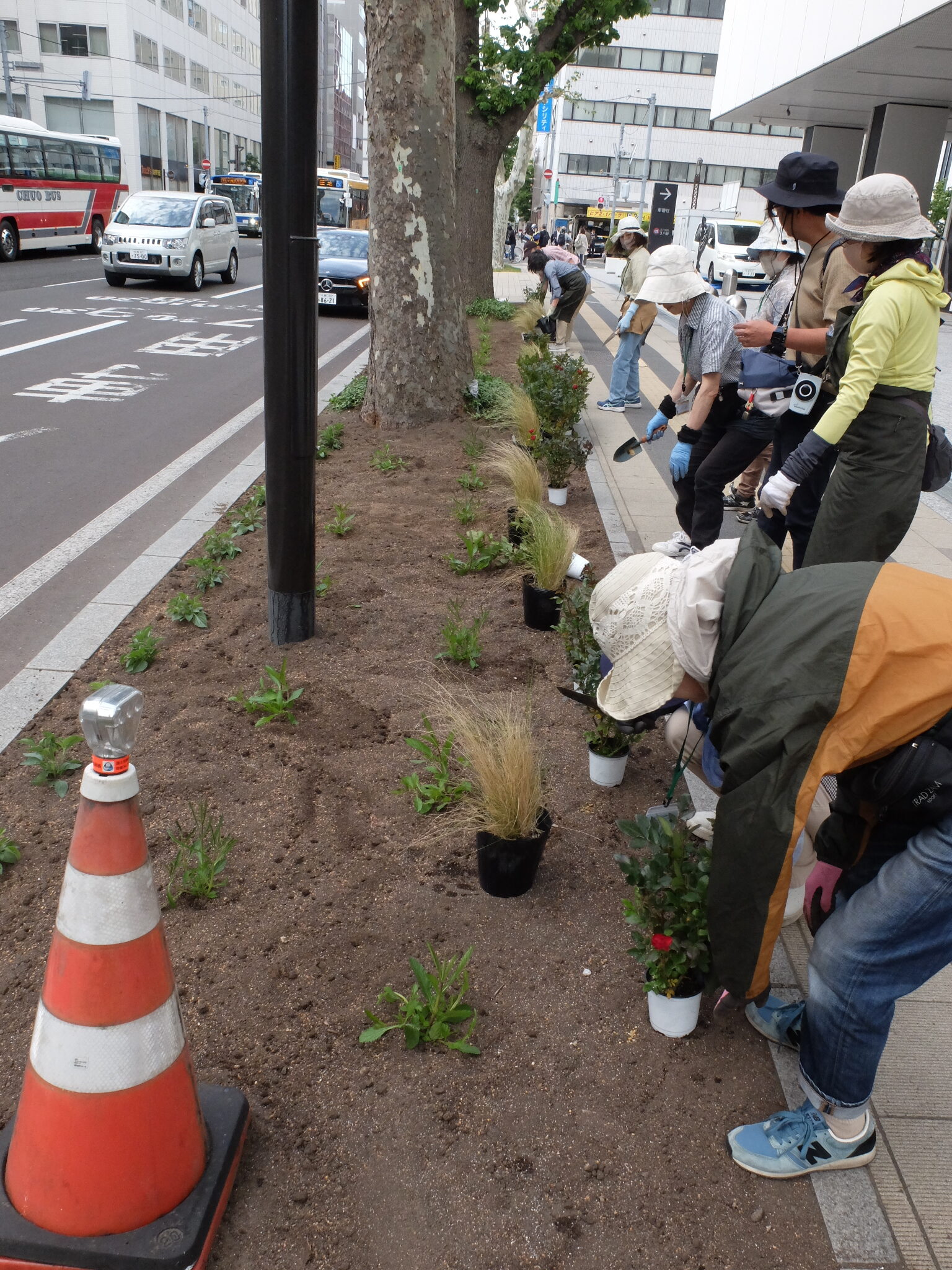歩道側に苗を並べる様子