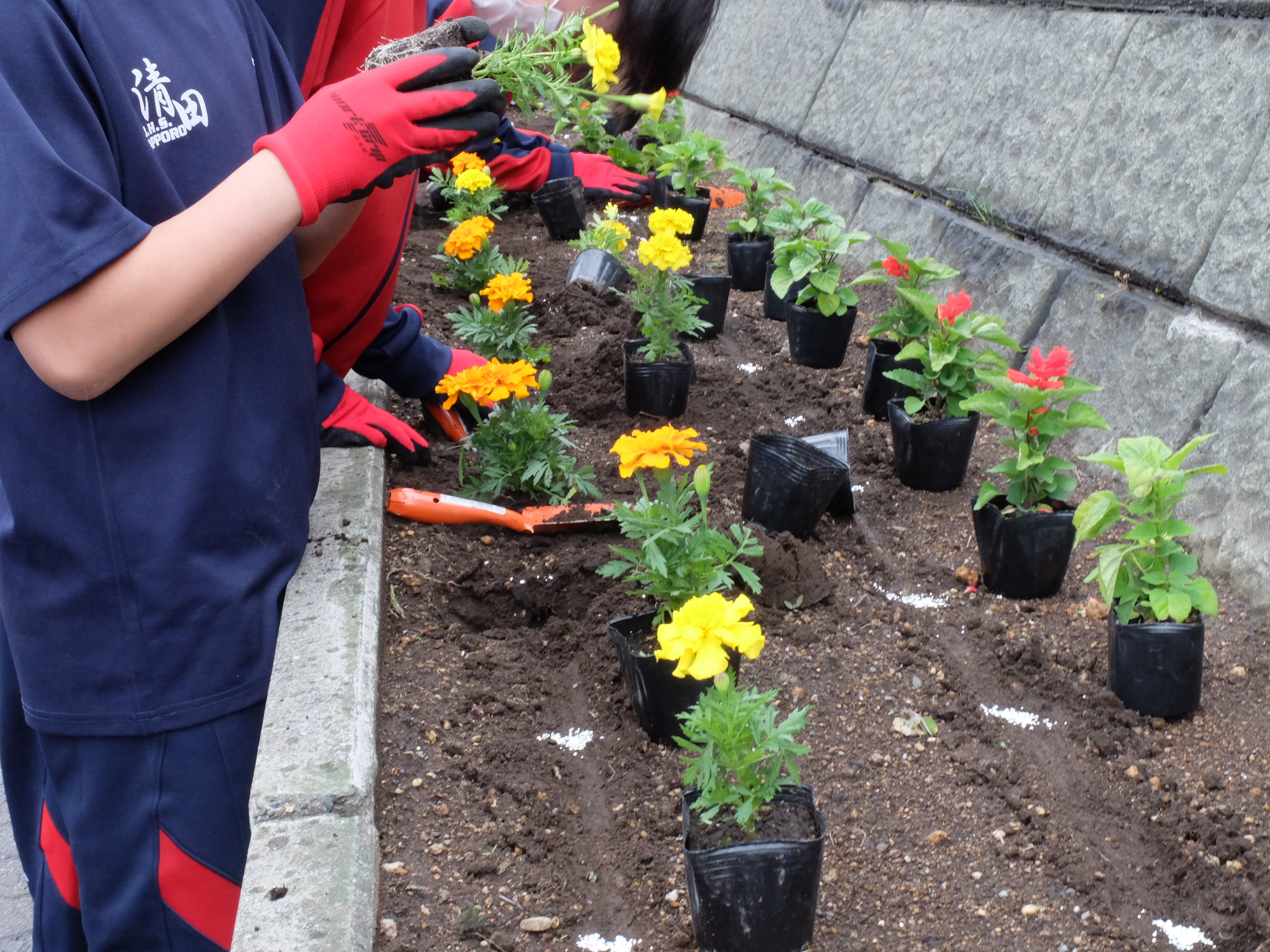 みんなで花苗を植えている様子