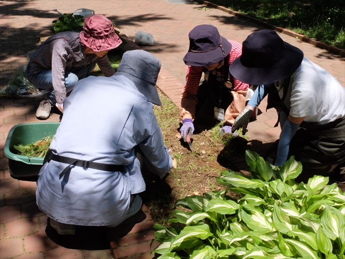 除草をしている