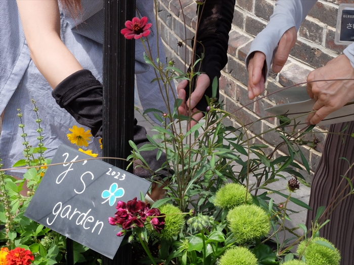 コスモスの花切り