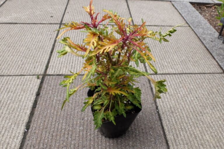 補植苗(コリウス・緑葉)