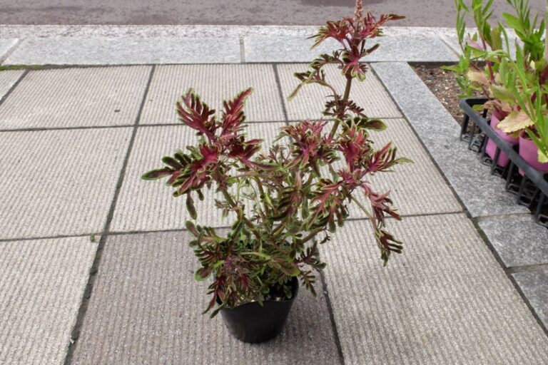 補植苗(コリウス・銅葉)