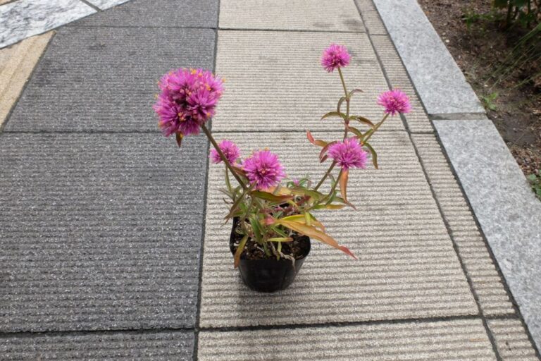 補植苗(センニチコウ)