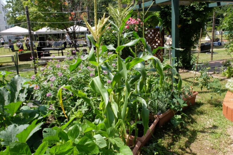 プランターで育てているトウキビ