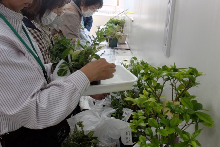 ヨーロッパのノコンギク