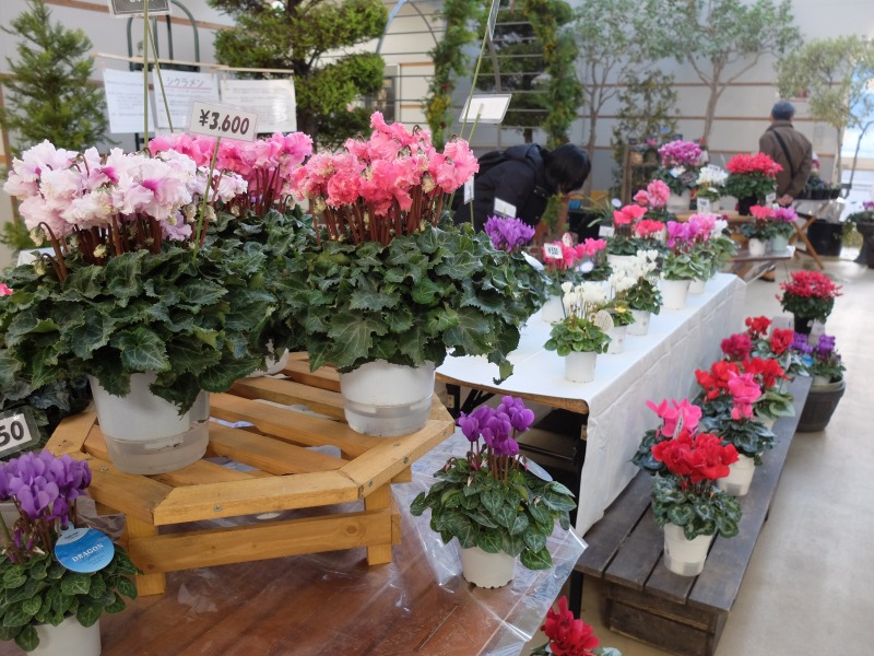 シクラメン展のようす