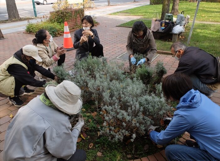 ラベンダーの冬囲い