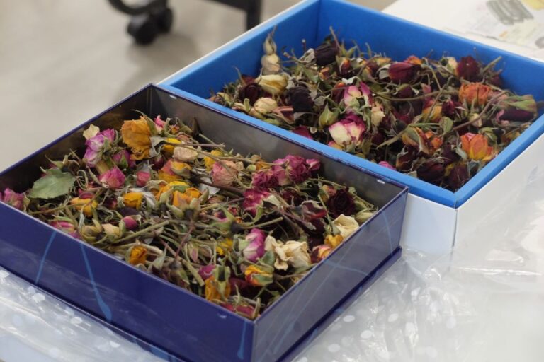 乾燥させたバラのつぼみ