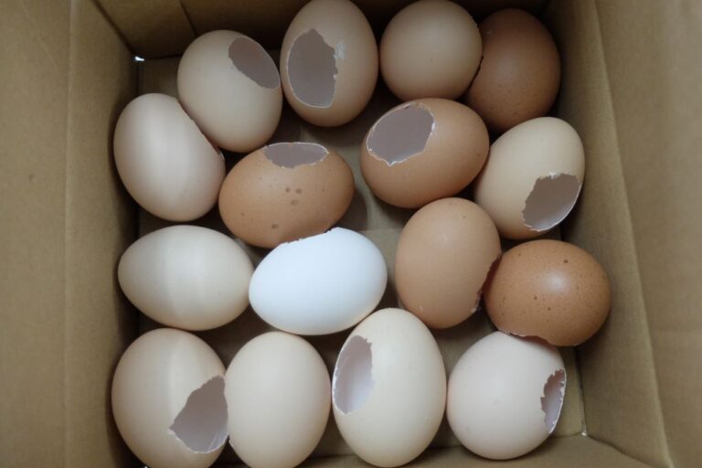 ポプリエッグのもととなるたまごの殻