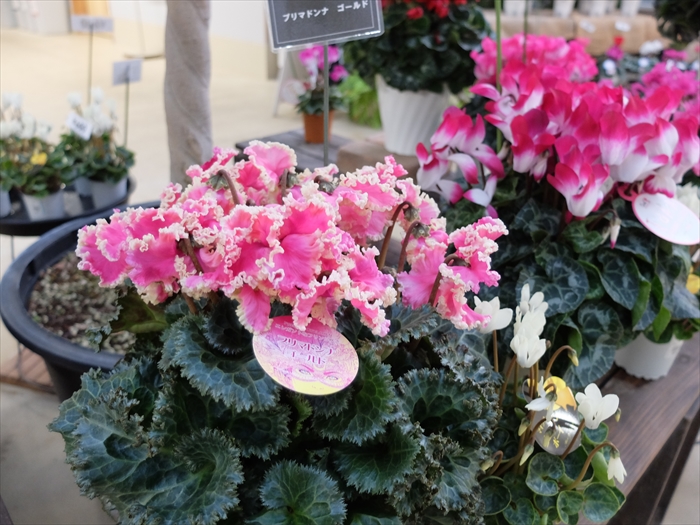 シクラメン展の展示品