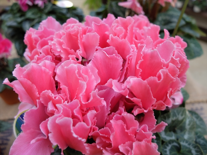 シクラメン展の展示品