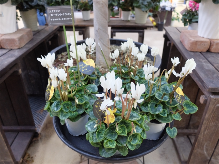 小ぶりなガーデンシクラメン