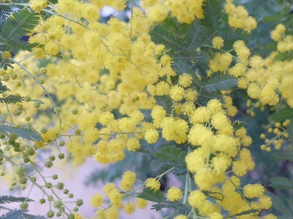 間近に見たミモザの花