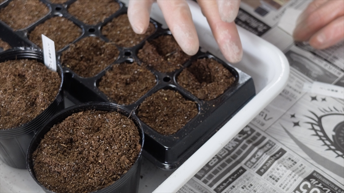 セルトレイに種まきをしている